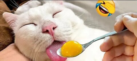 When Cats and Dogs Take Over:😂 Comedy Chaos Ensues 🐈🐈‍⬛