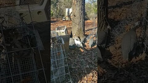 Christmas Came Early To The Homestead