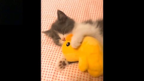 Cute And Funny Pets Compilations