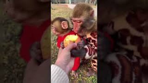 😍🤣😂Monkey Clip, Animals home, Monkey House😍😂🤣