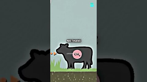 Greta Thunberg hates cows because of this #cows #gretathunberg #meat