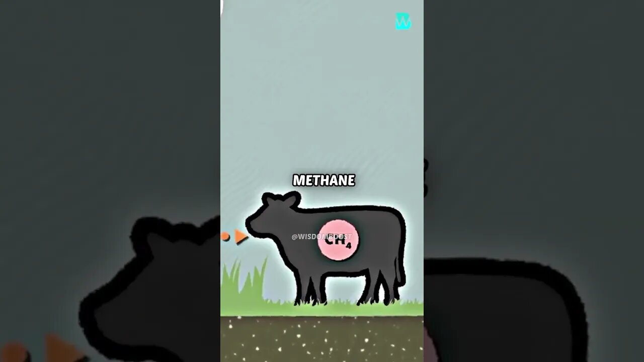 Greta Thunberg hates cows because of this #cows #gretathunberg #meat