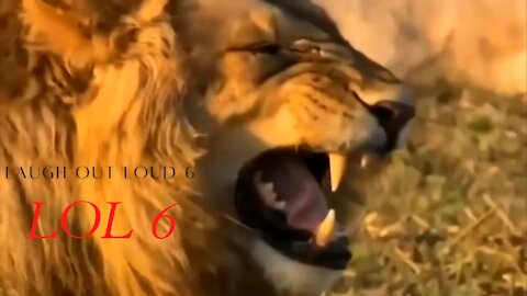 Laugh out loud 6