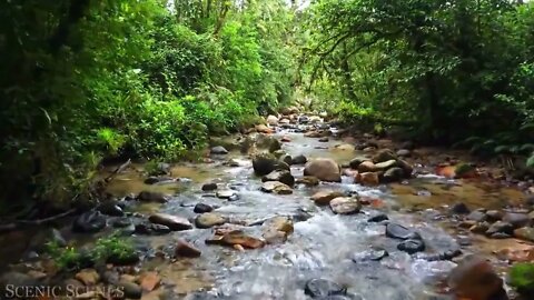 The world's largest tropical rainforest 1