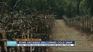 Cool temps could help grapes, olives thrive
