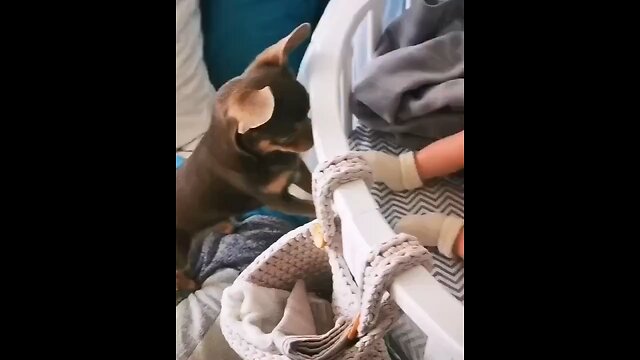 cute 😍 dogy@and& 🦐 small 🐥 baby playing