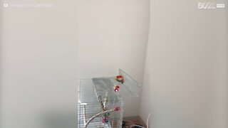 Cet oiseau joueur tombe de sa cage !