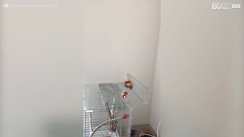 Cet oiseau joueur tombe de sa cage !