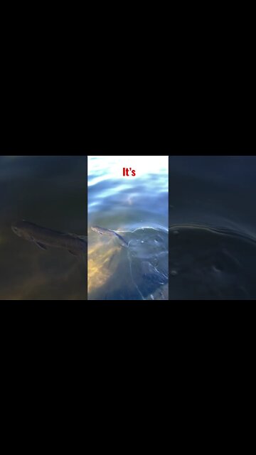 What kind of fish is this?