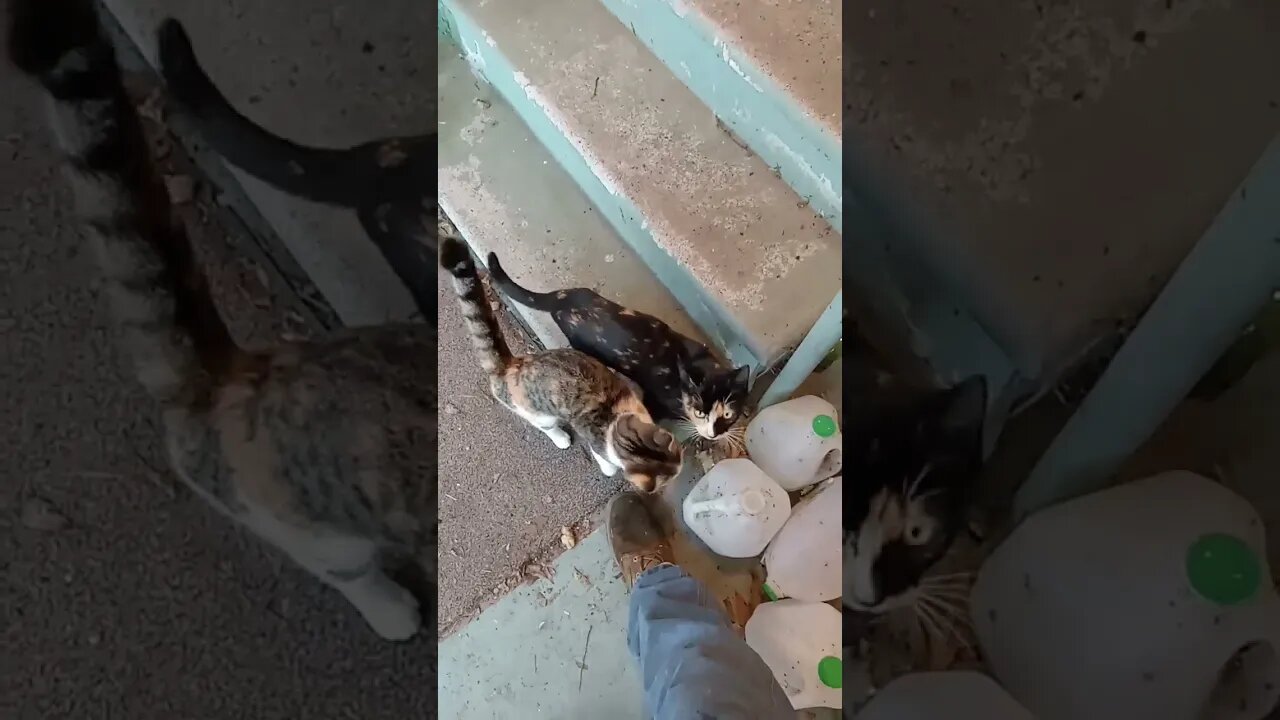 Mama Cat Returns For Some Grub.