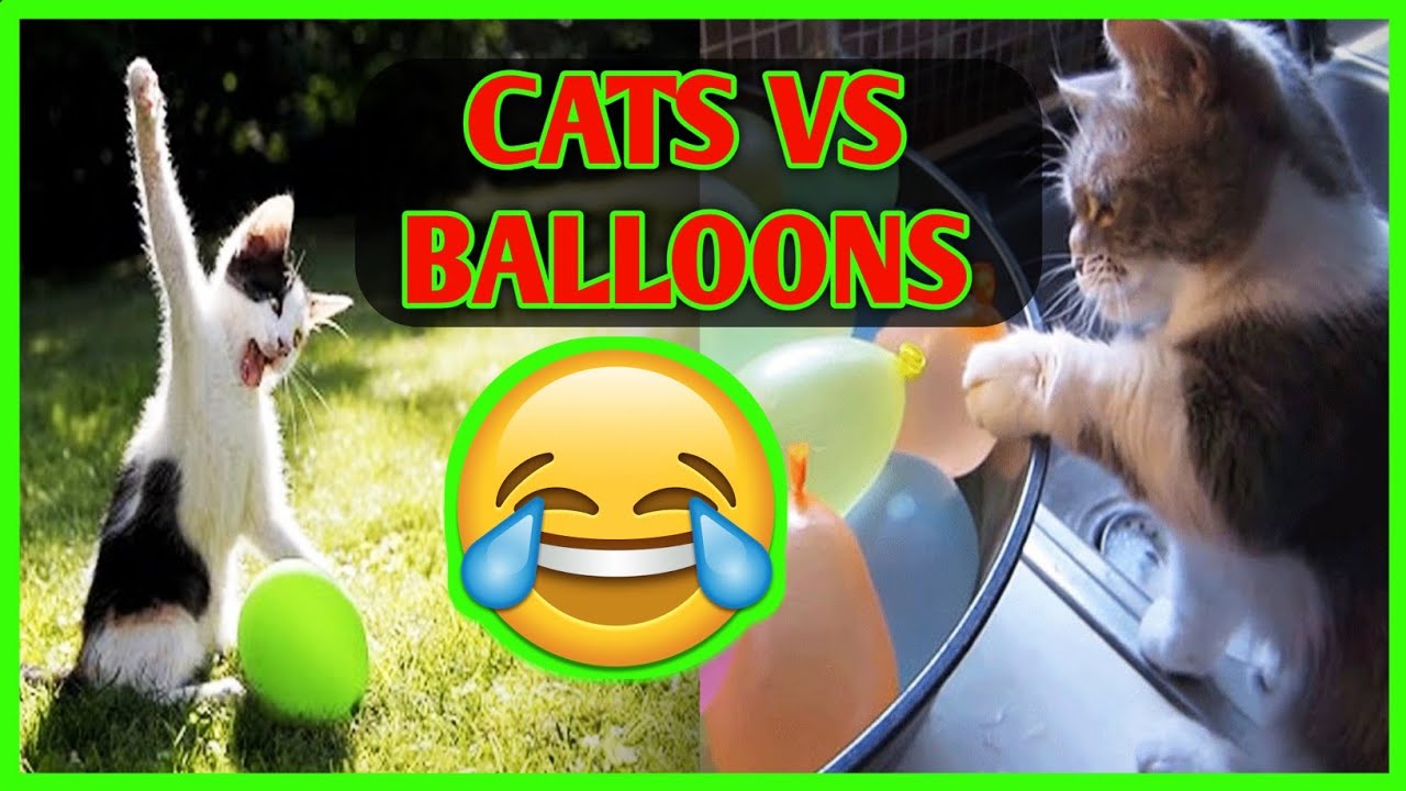 funny cats vs balloons 2021