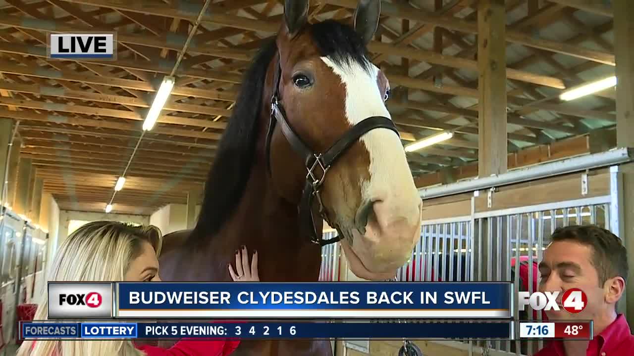Budweiser Clydesdales visit SWFL 7 a.m.