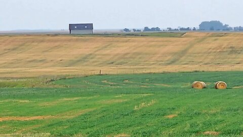 Marsh Hawk feasting down Pheasant Alley on the family farm | Live in North Dakota