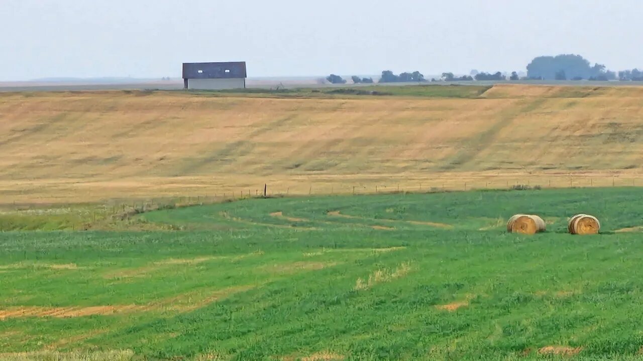 Marsh Hawk feasting down Pheasant Alley on the family farm | Live in North Dakota
