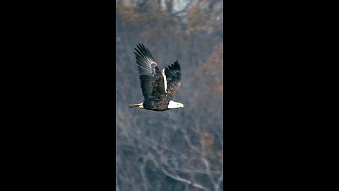 love of eagle and cat