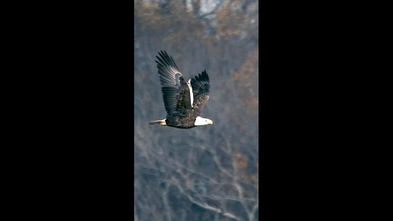 love of eagle and cat