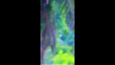 Cute cats video