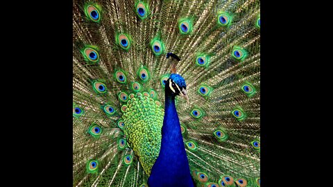 Peacock & Peahen Voice Sound Effects