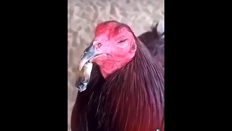 Chicken smoking w**d