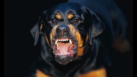 How To Make Dog Become Fully Aggressive With Few Simple Tips Click Here to Find Out How