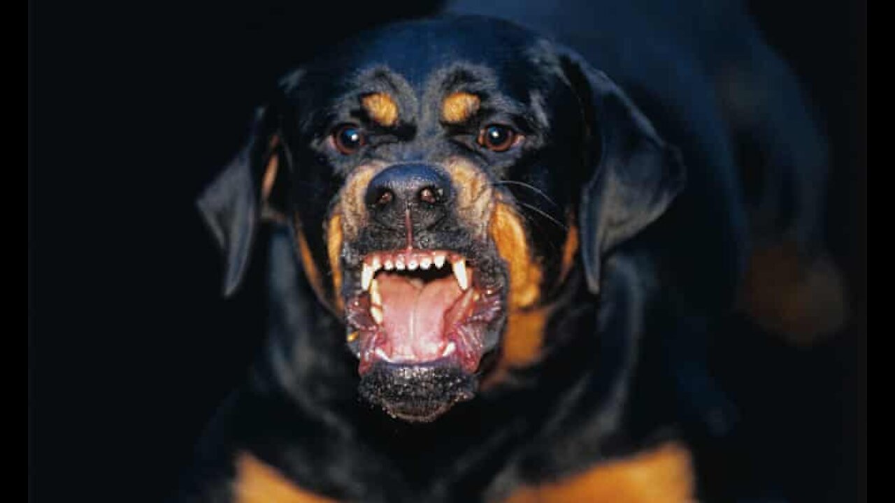 How To Make Dog Become Fully Aggressive With Few Simple Tips Click Here to Find Out How