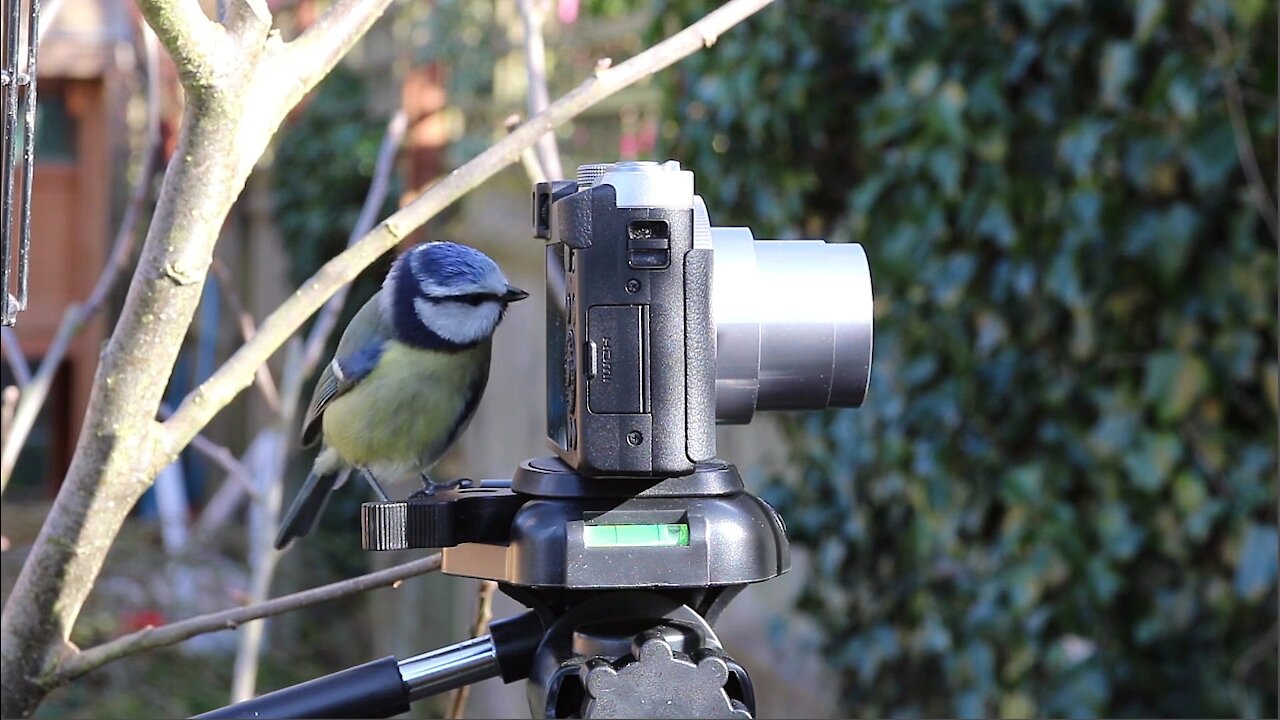 Inquisitive Little Bird Looking at a Camera