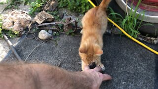Frisky kitten attacks my fingers