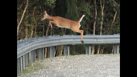 Incredible Deer Leap. Amazing Animal Video.😮😮😮