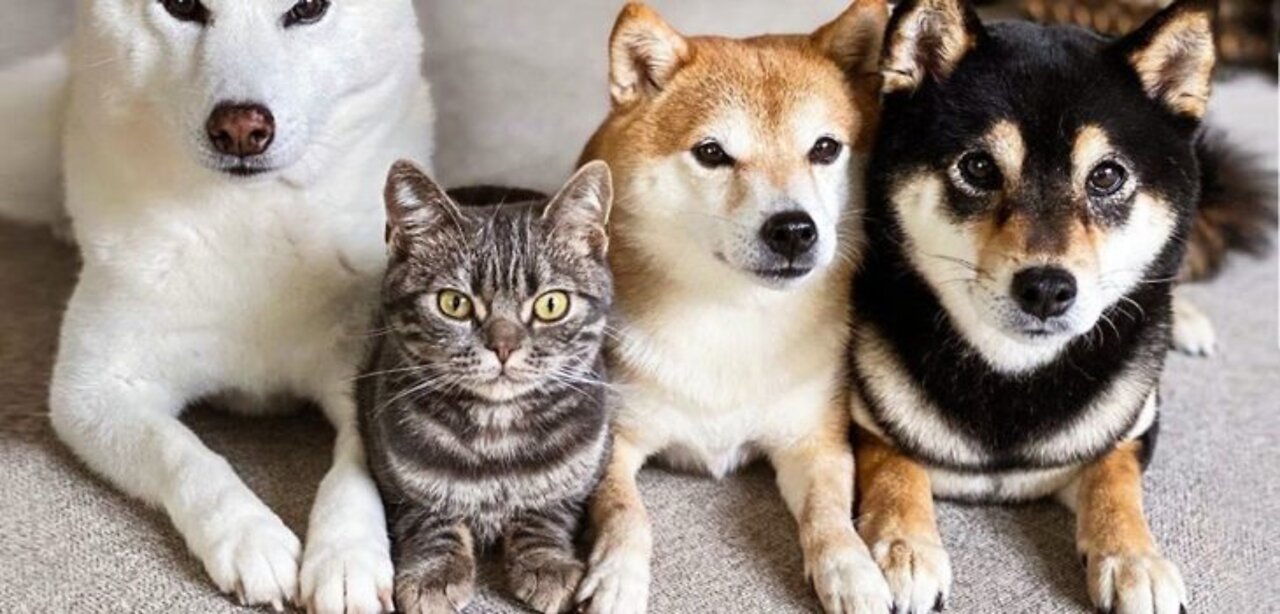 CATS vs DOGS! Love and hate! Compilation of funny cats and dogs for a good mood!