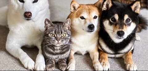 CATS vs DOGS! Love and hate! Compilation of funny cats and dogs for a good mood!