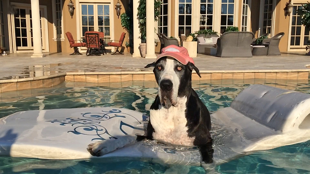 Harley Hat Wearing Great Dane enjoys the ride on her floatie