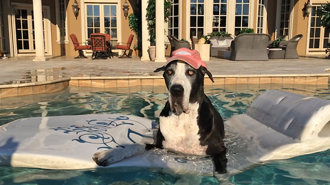 Harley Hat Wearing Great Dane enjoys the ride on her floatie