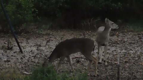 First deer harvest, young men harvesting their first deer, deer original fast food.