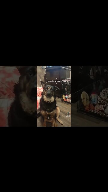 Mom forgot my treats #dog #germanshepherd #bella #cutedog #bacon #doglife #dogsofyoutube #thankyou