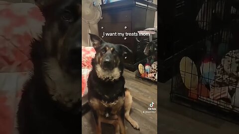 Mom forgot my treats #dog #germanshepherd #bella #cutedog #bacon #doglife #dogsofyoutube #thankyou