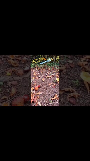 Conkers 🍂 #conkers #trees #naturelovers #nature #wildlife #seeds #seed #conker #autumn #naturetrail