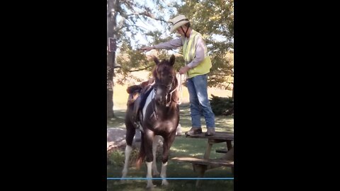 Teaching Avi to pick up her rider from a raised mounting platform - Session One - 6 Oct 2022