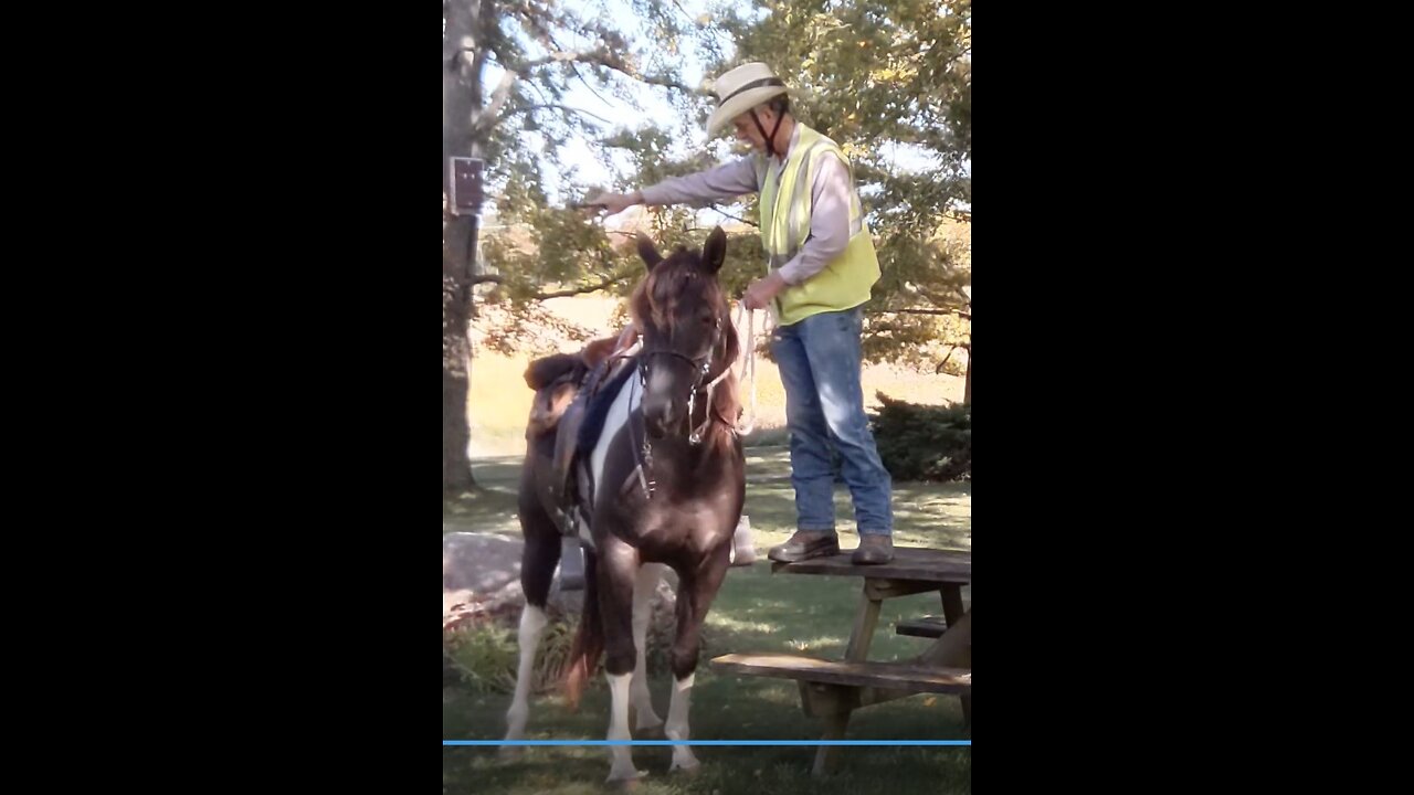 Teaching Avi to pick up her rider from a raised mounting platform - Session One - 6 Oct 2022