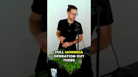 Sacramento California's Massive Moringa Operation, Bigger Leaves Revealed and Wait to Water Once Dry