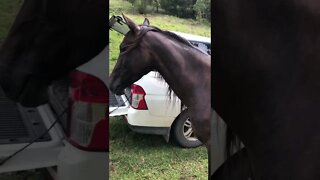 Arab pony looking perfect 🤩