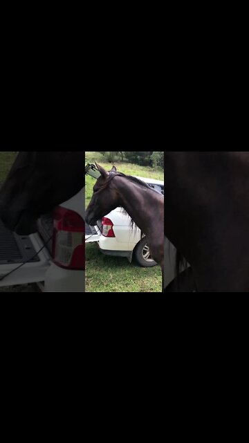 Arab pony looking perfect 🤩