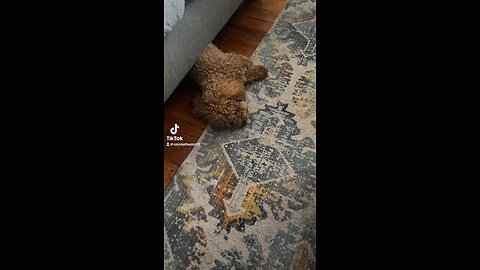 Dog nap time