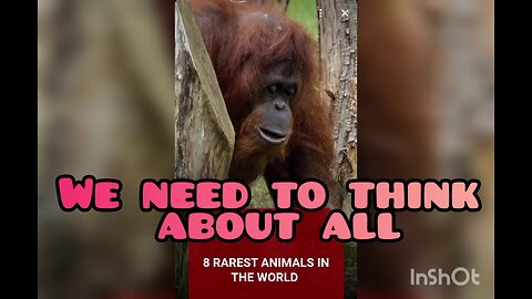 8 Rarest Animals in the World