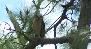 Community plans to take down 227 trees