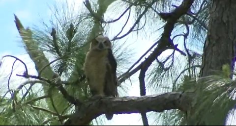 Community plans to take down 227 trees