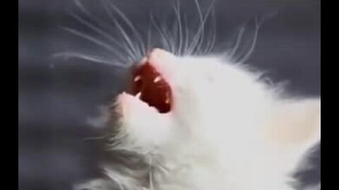 Cats making music😂😂😂