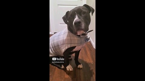 my dog is the perfect wet-vac. #shorts #short #shortvideo #shortsvideo #dog #dogs #pitbull