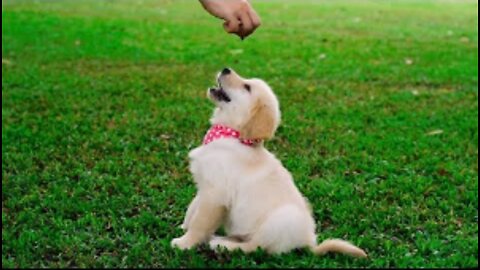 Super Cute Dogs and Puppies