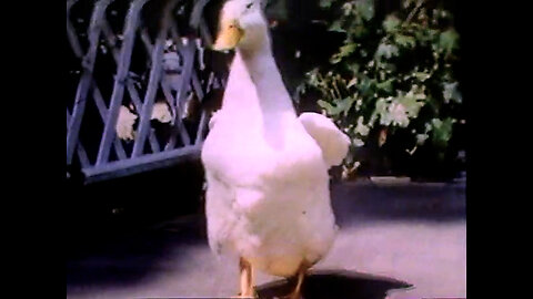 May 8 & 15, 1982 - CBS Opens to Disney's '$1,000,000 Duck'