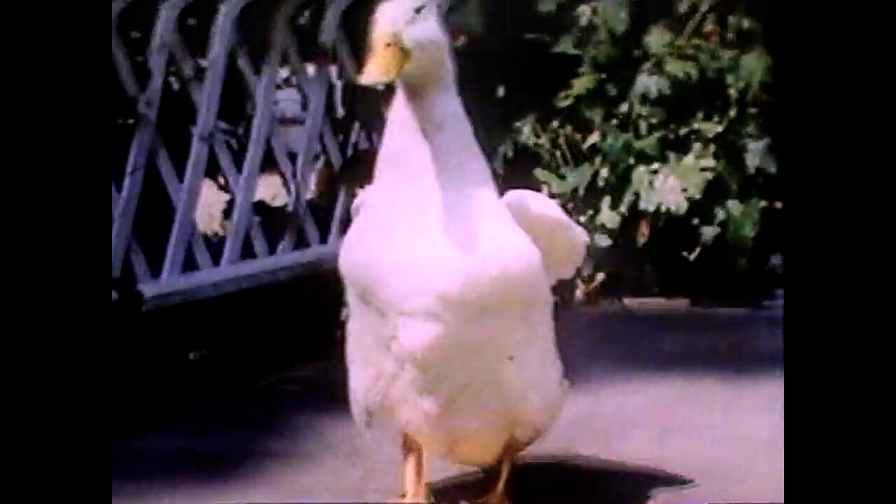 May 8 & 15, 1982 - CBS Opens to Disney's '$1,000,000 Duck'